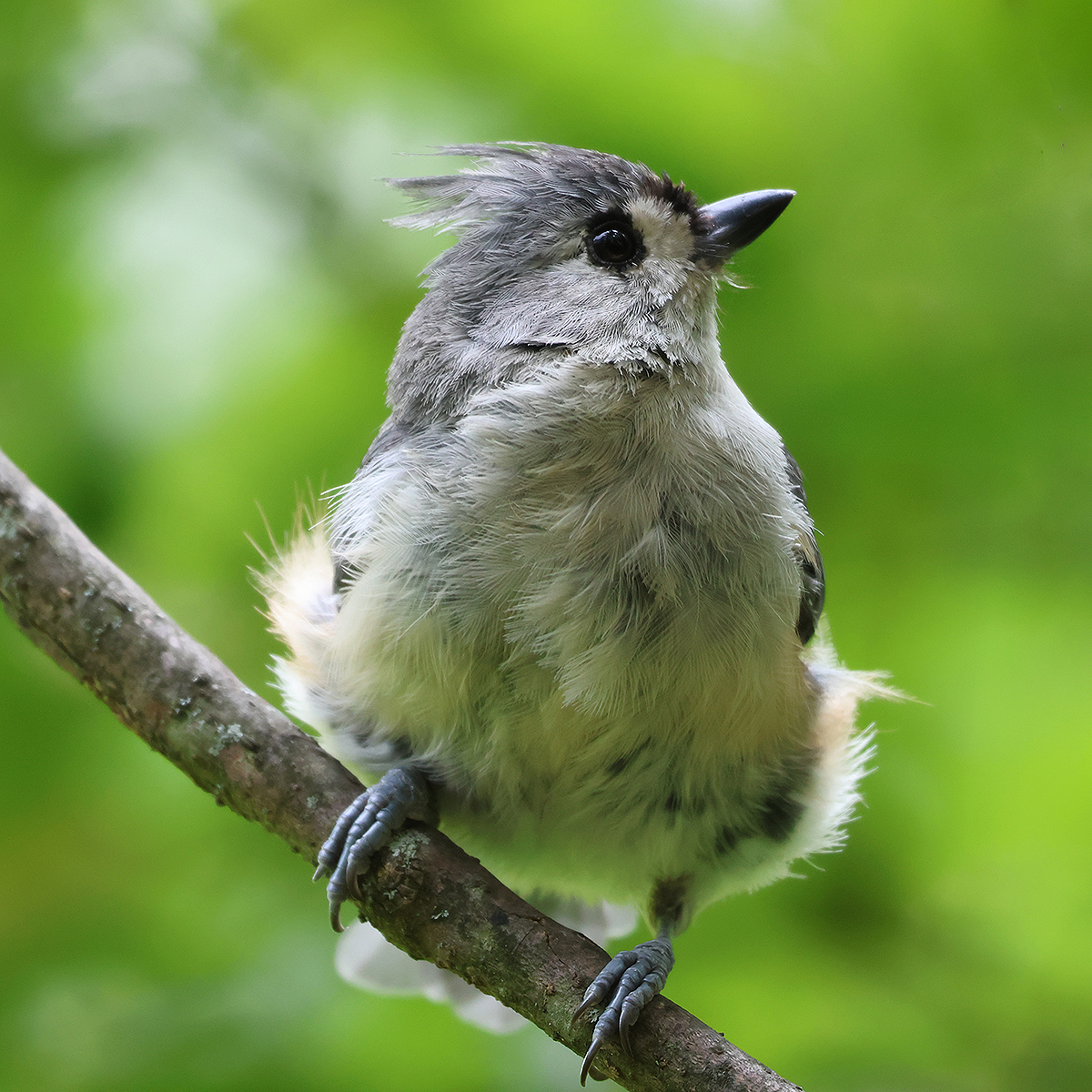 TUFTED TITMOUSE ABOUT TO LAUNCH